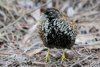black-breasted-button-quail-02_327x218