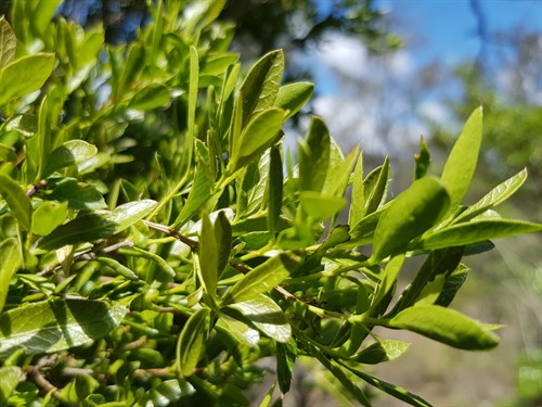 denhamia-parvifolia